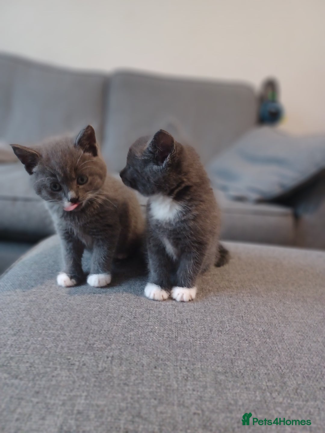 Maine Coon cats for sale: Little Half Main Coons - Advert 15