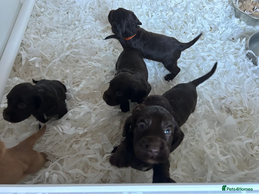 Cocker Spaniel dogs for sale: 1 boy left  - Kc reg cocker spaniels  - Advert 5