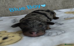 Cockapoo dogs for sale: Stunning Unique Cockapoo Puppies - Image 13