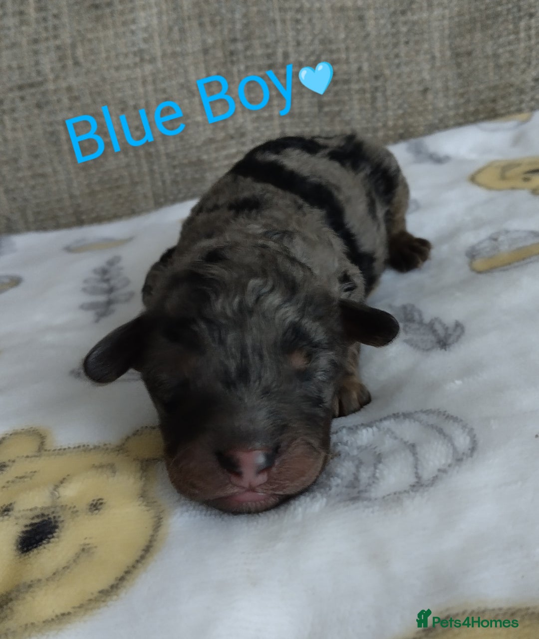 Cockapoo dogs for sale: Stunning Unique Cockapoo Puppies - Image 13