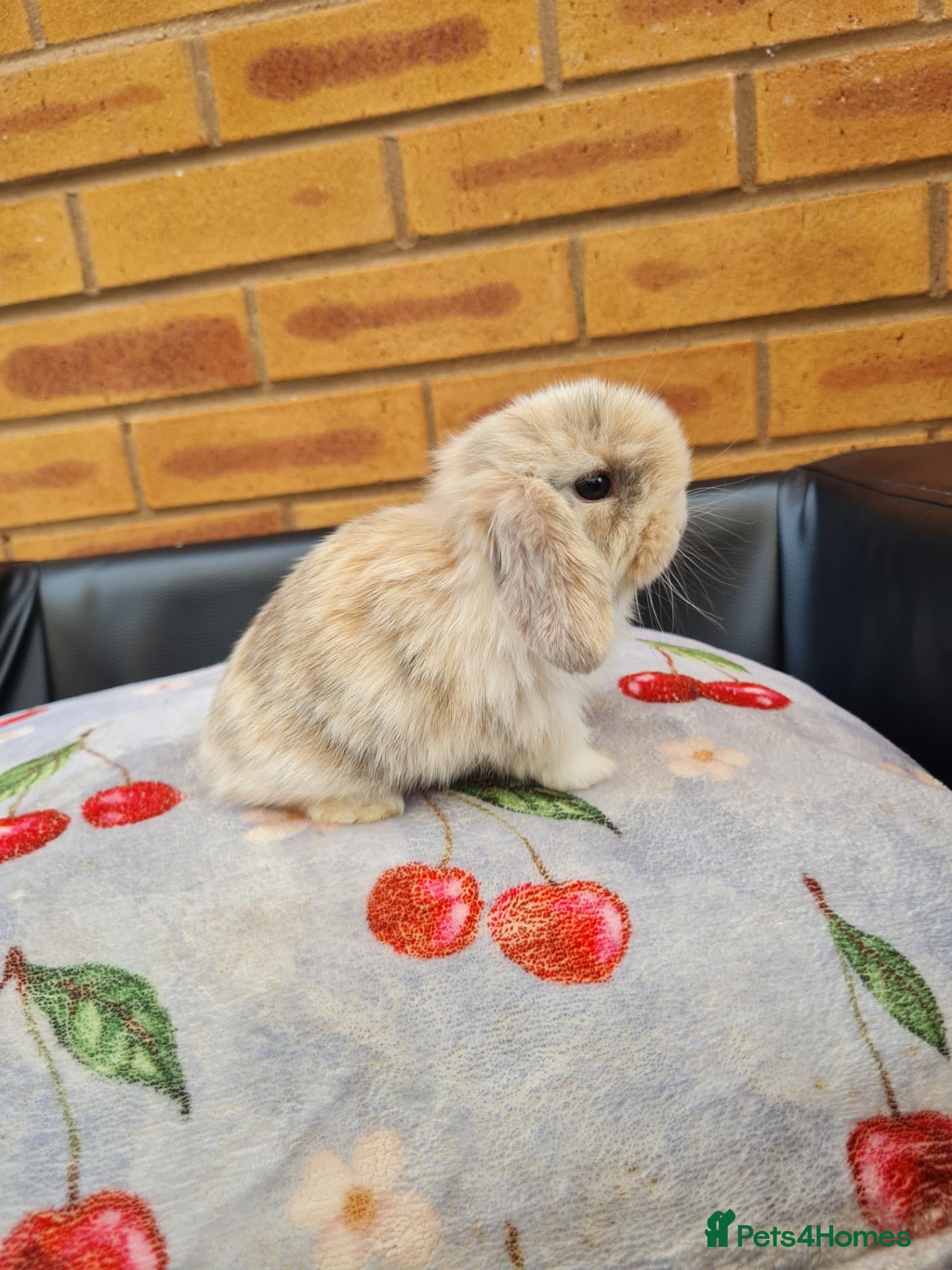 Mini Lop rabbits Paisley's Bunny Barn  - Advert 17
