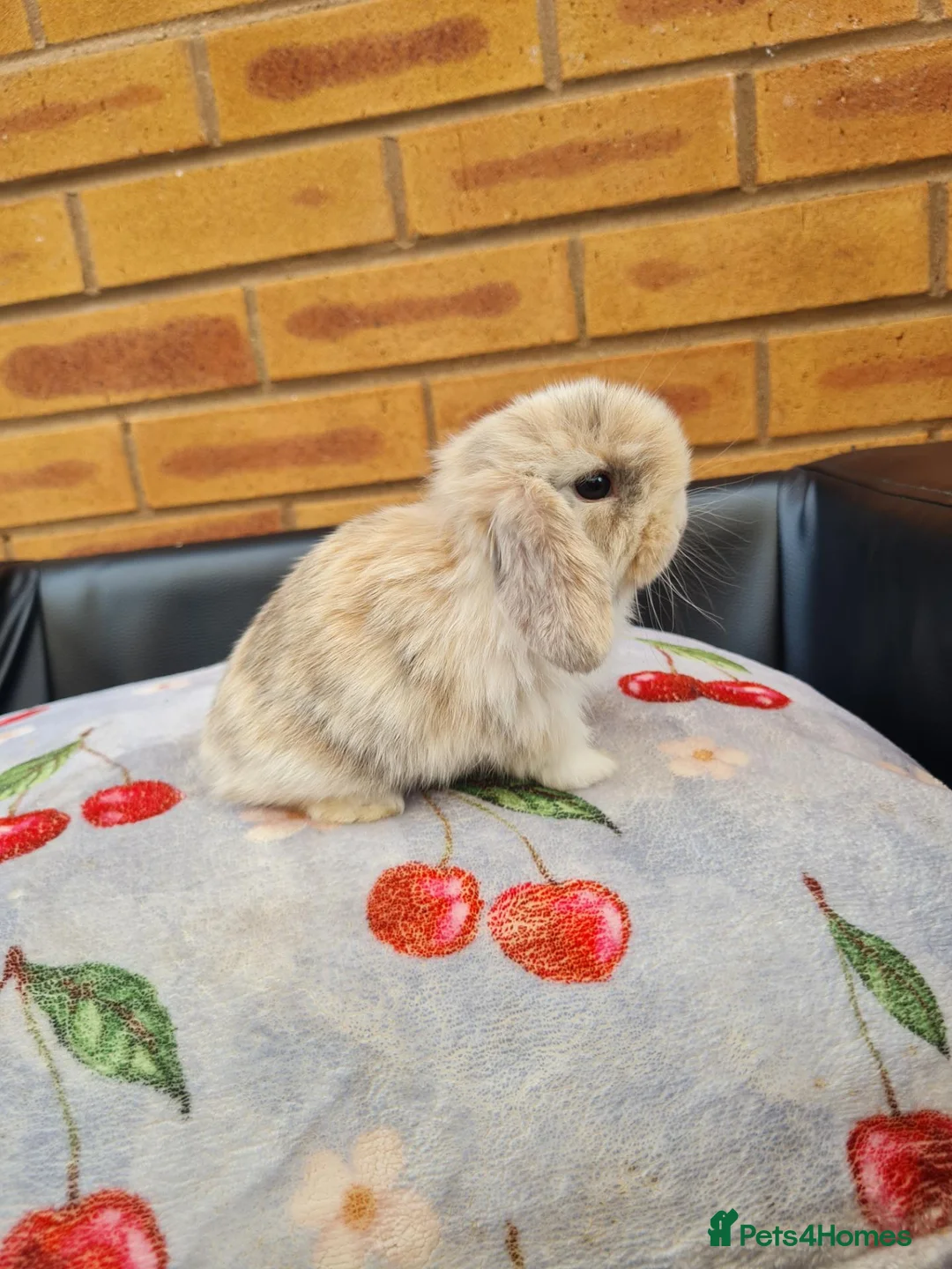 Mini Lop rabbits for sale: Paisley's Bunny Barn  - Advert 1
