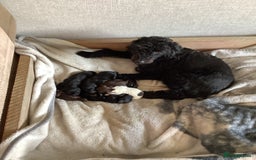 Cockapoo dogs for sale: Last 2 boys for sale both need new homes 💙 - Image 3