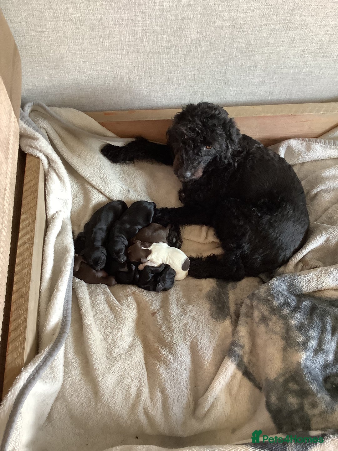 Cockapoo dogs for sale: Last 2 boys for sale both need new homes 💙 - Image 3