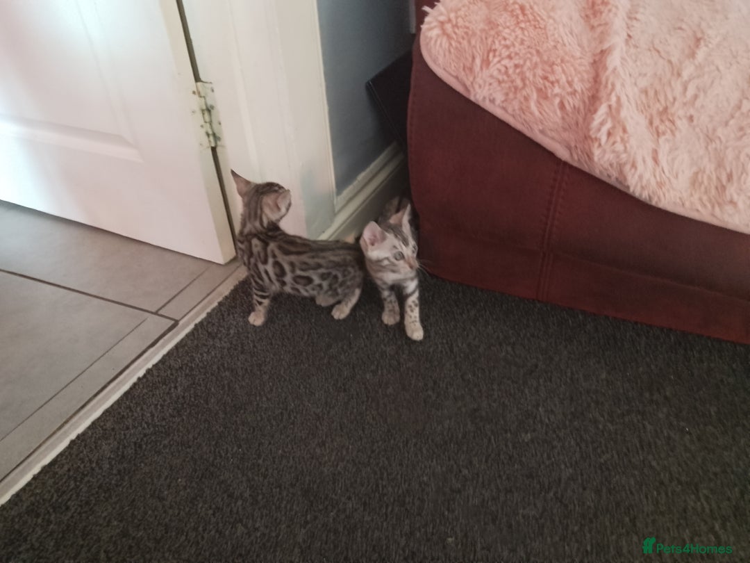 Bengal cats for sale: Silver bengals - Image 15