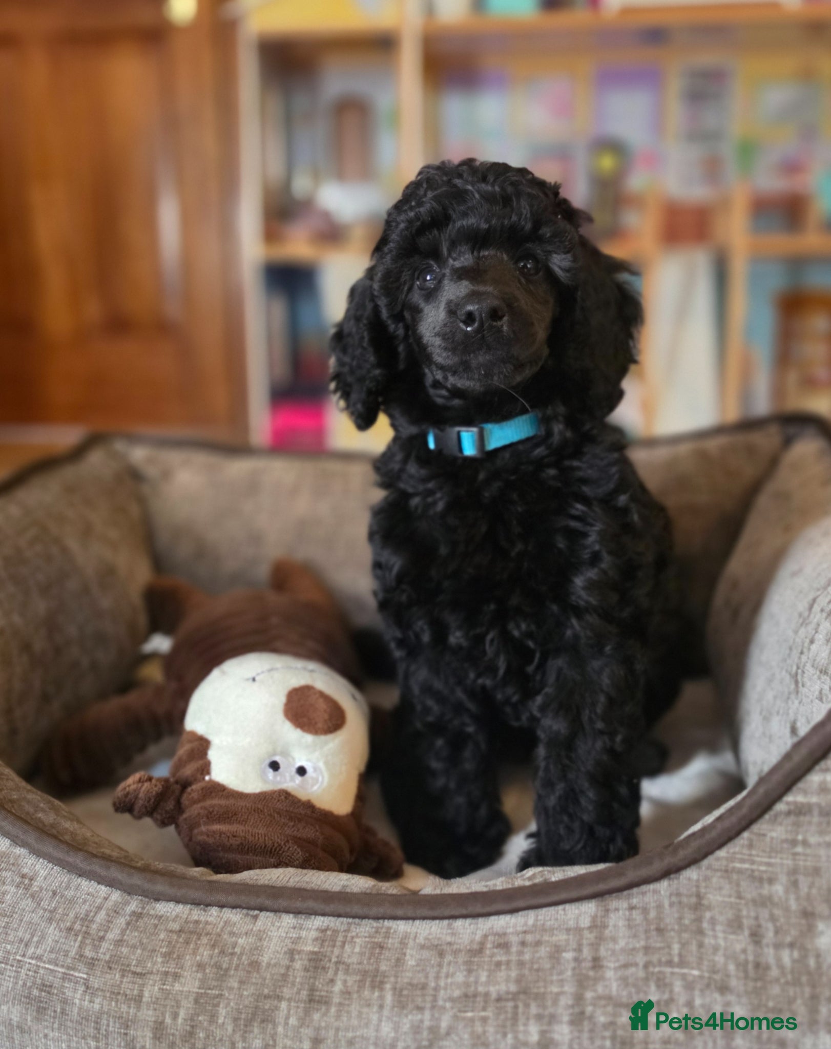 Poodle dogs Exceptional health tested Moyen Poodles  - Advert 7