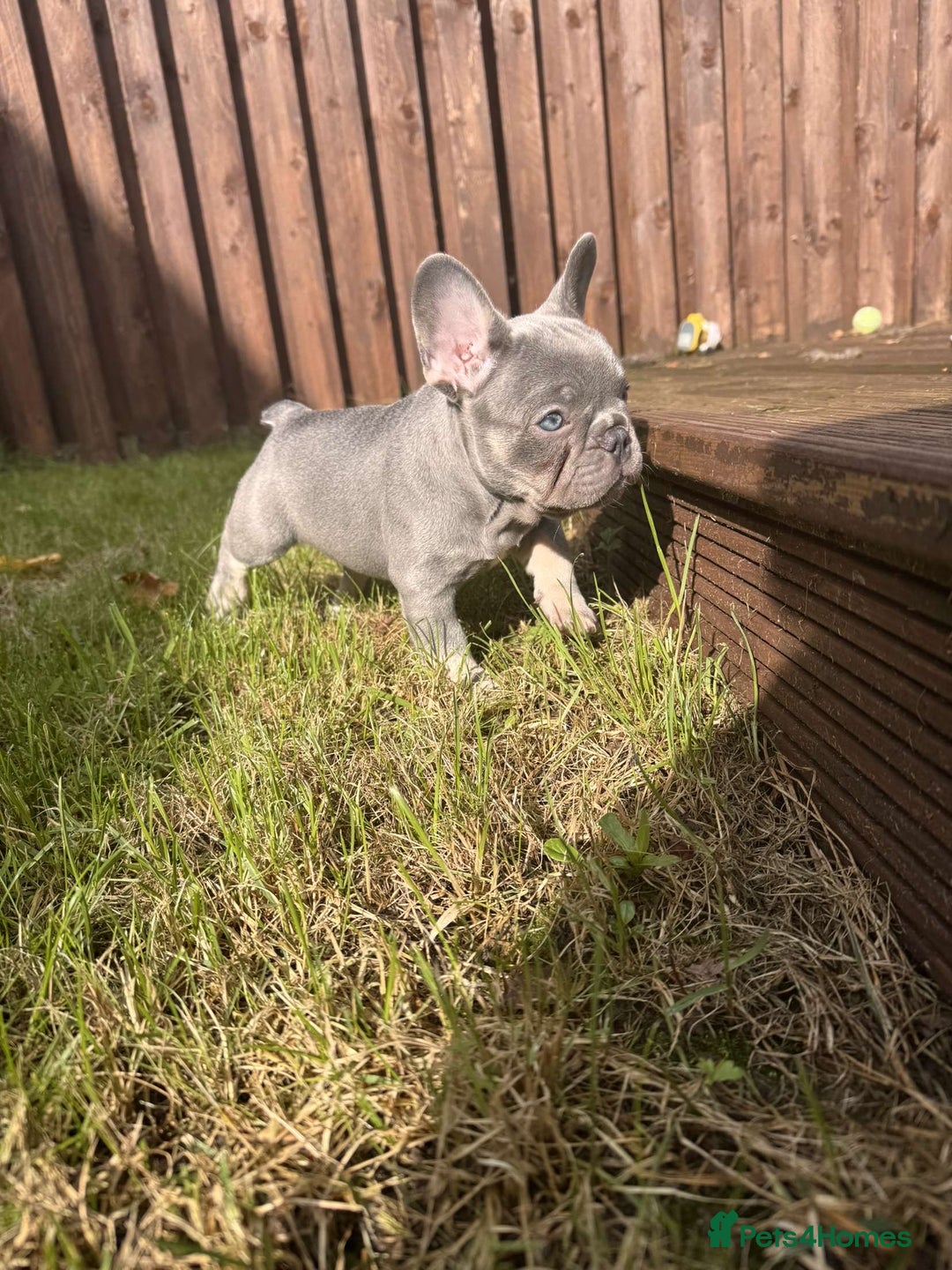 French Bulldog dogs for stud: Proven lilac & tan boy carrying cream & testable - Image 15
