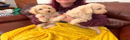 Mixed Breed dogs for sale: Border Terrier X Miniature Poodle puppies  - Advert 7