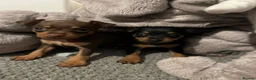 Miniature Pinscher dogs for sale: Beautiful 5generation pedigree min pin pupp - Advert 5