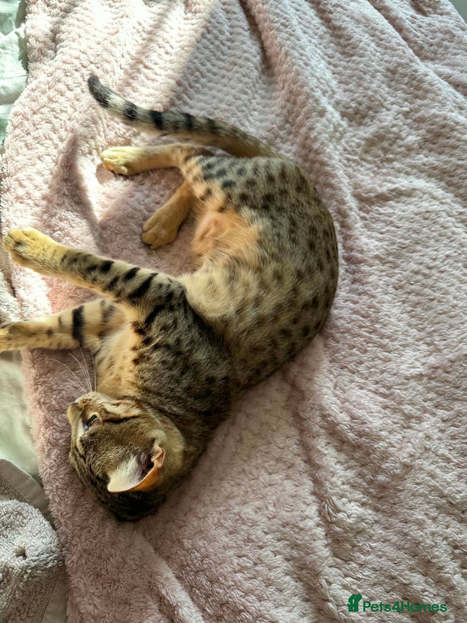 Savannah cats for sale: F6 Savannah kitten - Advert 4