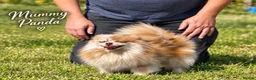 Pomeranian dogs for sale: Petite Teddy Bear Faced Pups Lilac & Chocolate - Advert 13