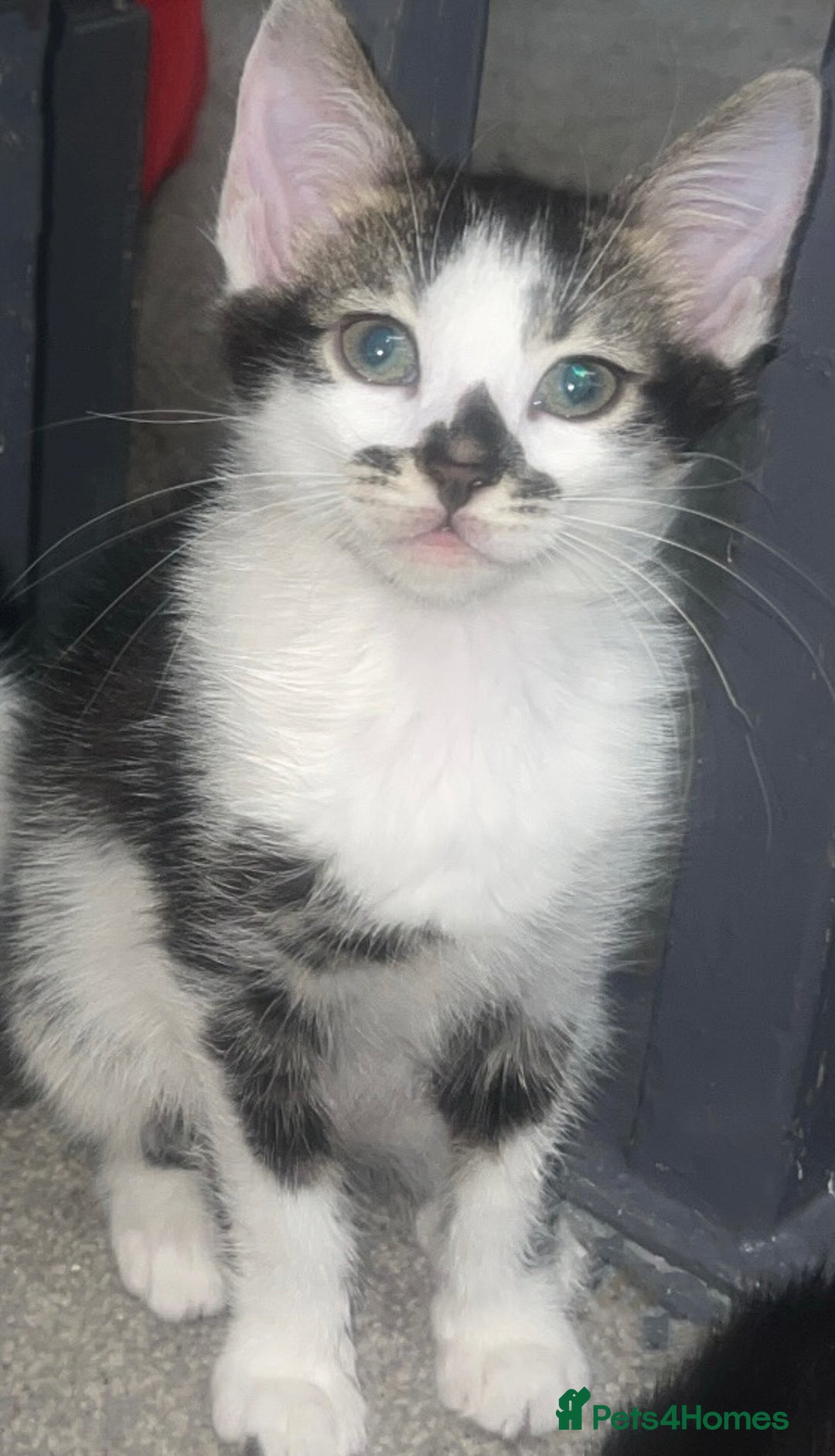 Bengal cats for sale: Stunning blue eye Bengal mix kittens  - Advert 3