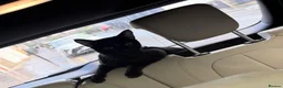 Savannah cats for sale: F4 & F5 1 year old Savannah cats  in South Croydon - Advert 4