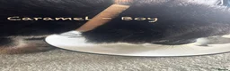 German Shepherd dogs for sale: Stunning Family Raised German Shepherd Puppies - Advert 11