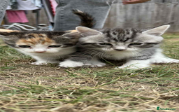 Maine Coon cats for sale: 3/4 mainecoon kittens polydactyl  - Image 11