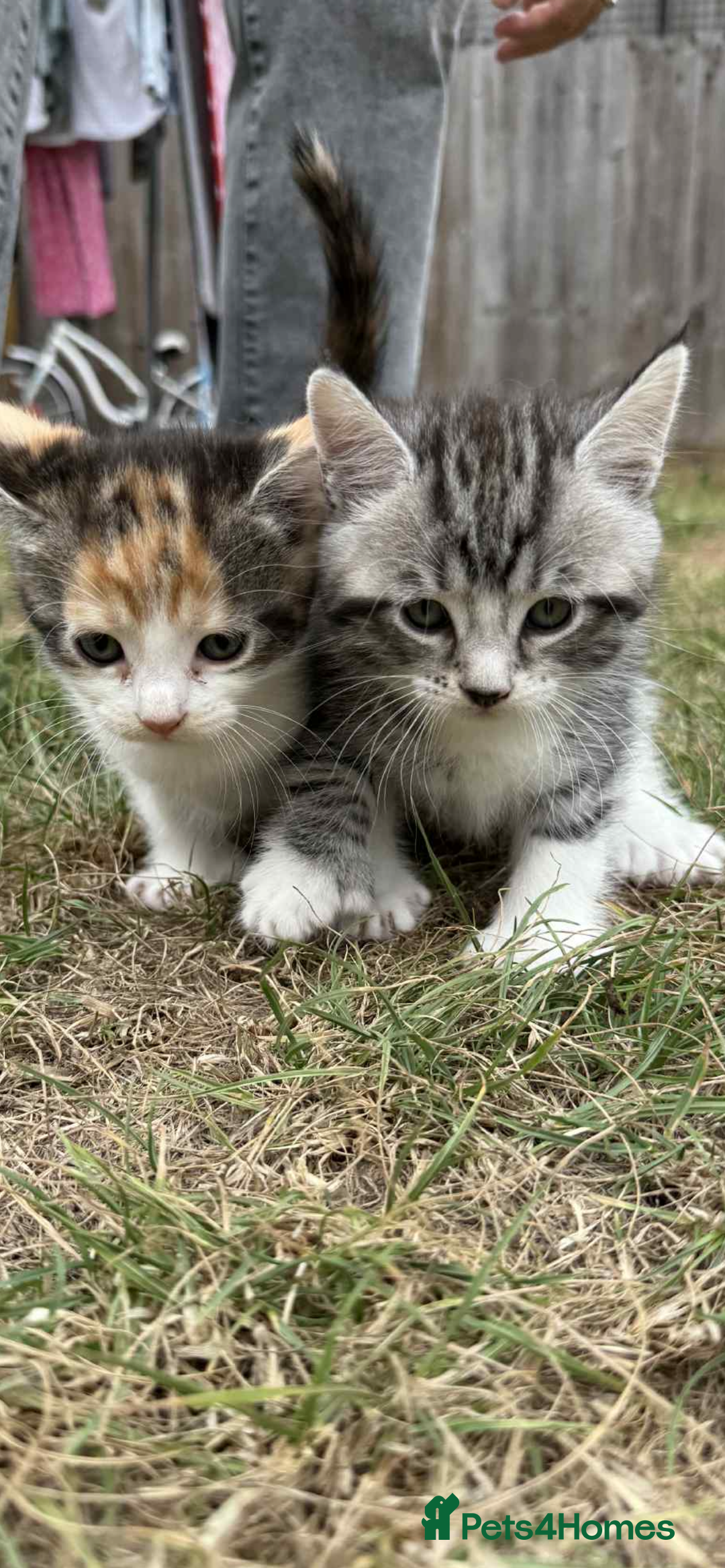 Maine Coon cats for sale: 3/4 mainecoon kittens polydactyl  - Image 11