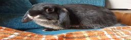 Mini Lop rabbits for sale: Baby mini lop girl  - Advert 4