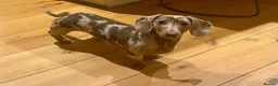 Dachshund dogs for sale:  Adorable Miniature Dachshund for Sale (Male) - Advert 1