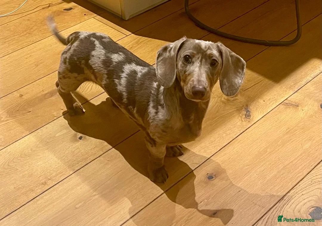 Dachshund dogs for sale:  Adorable Miniature Dachshund for Sale (Male) - Advert 1
