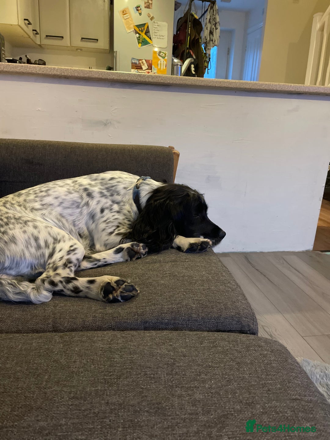 Sprocker dogs for sale: 5 left of gorgeous sprocker puppies - Image 3