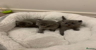 British Shorthair cats - Advert 5