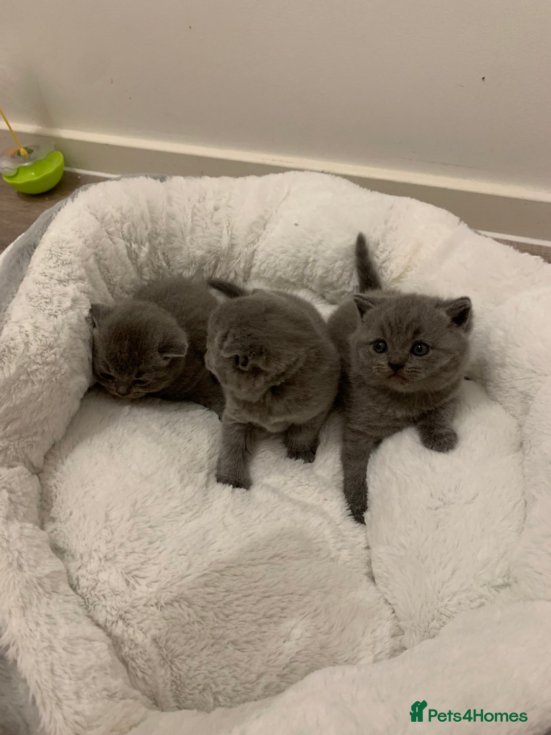 British Shorthair cats for sale: Gccf reg blue bsh kittens  - Image 2