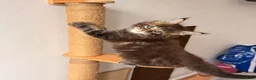 Maine Coon cats for sale: 🐾 FIVE MAINE COON (TWO POLYDACTYL)  - Advert 14