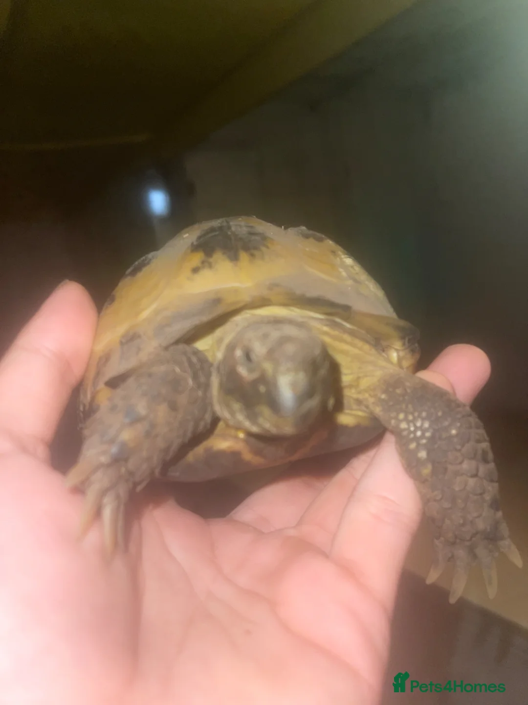 Turtle reptiles for sale: 3 Year old Russian turtle (horsfeild turtle) - Advert 1