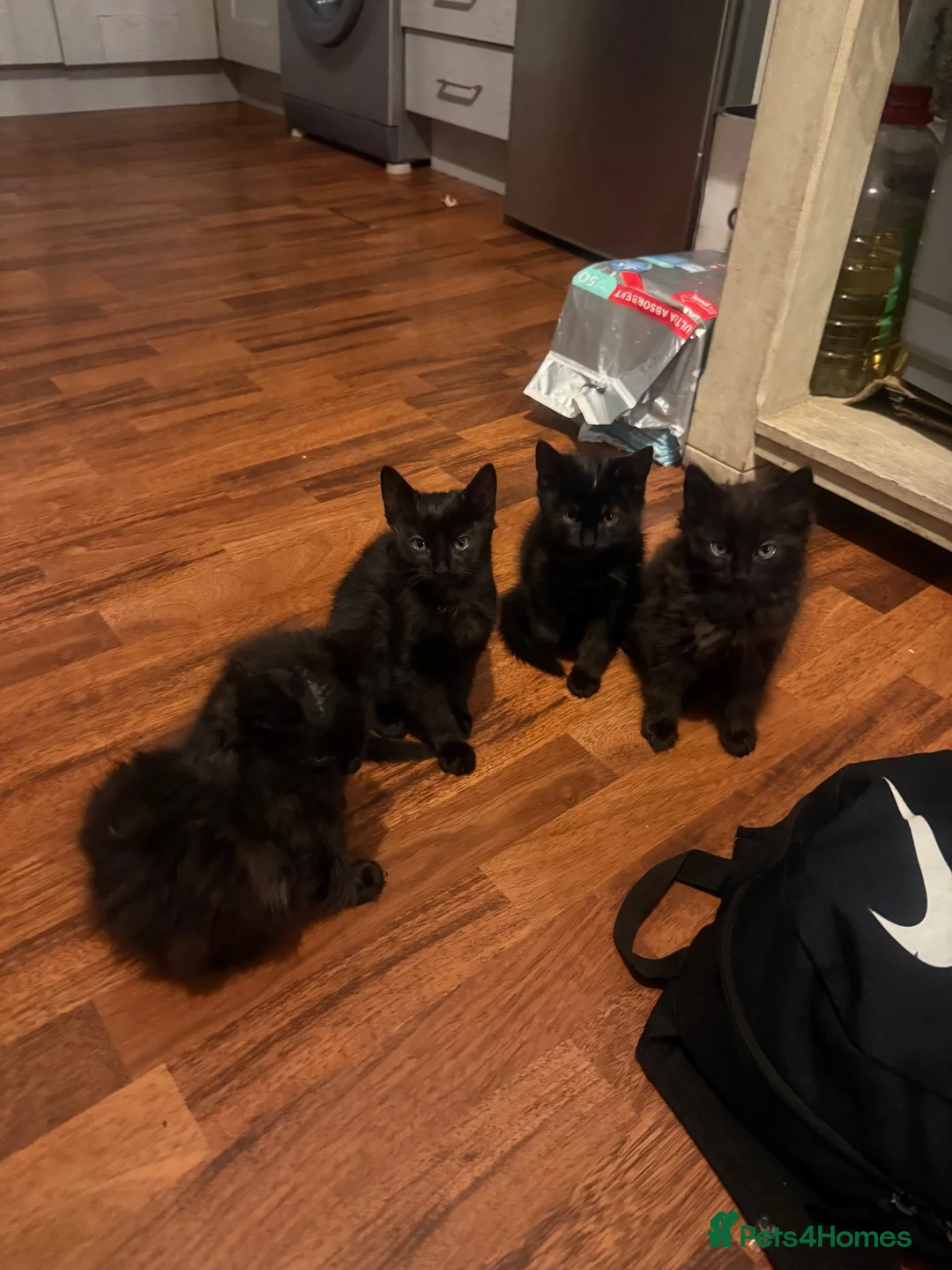 Mixed Breed cats for sale: Kittens for adoption  in Blackburn - Advert 1