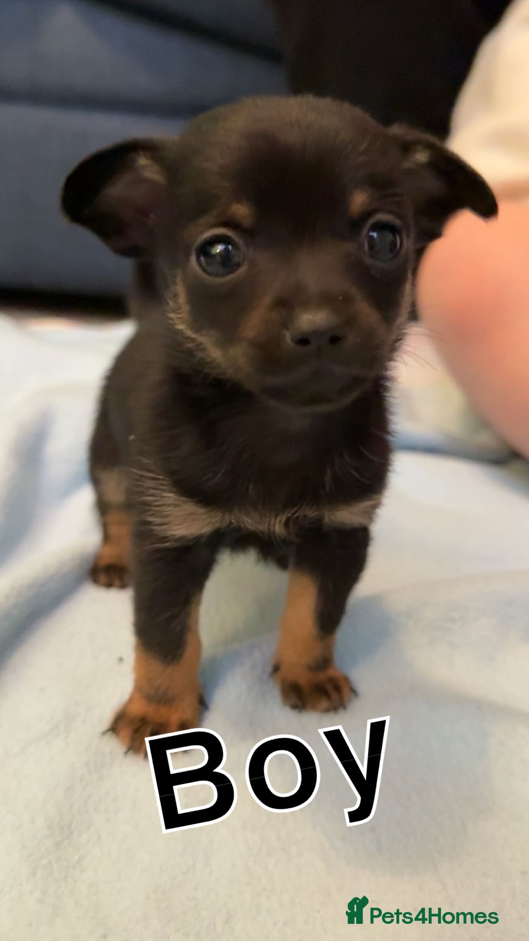 Mixed Breed dogs for sale: Doxipoo puppy  - Advert 4