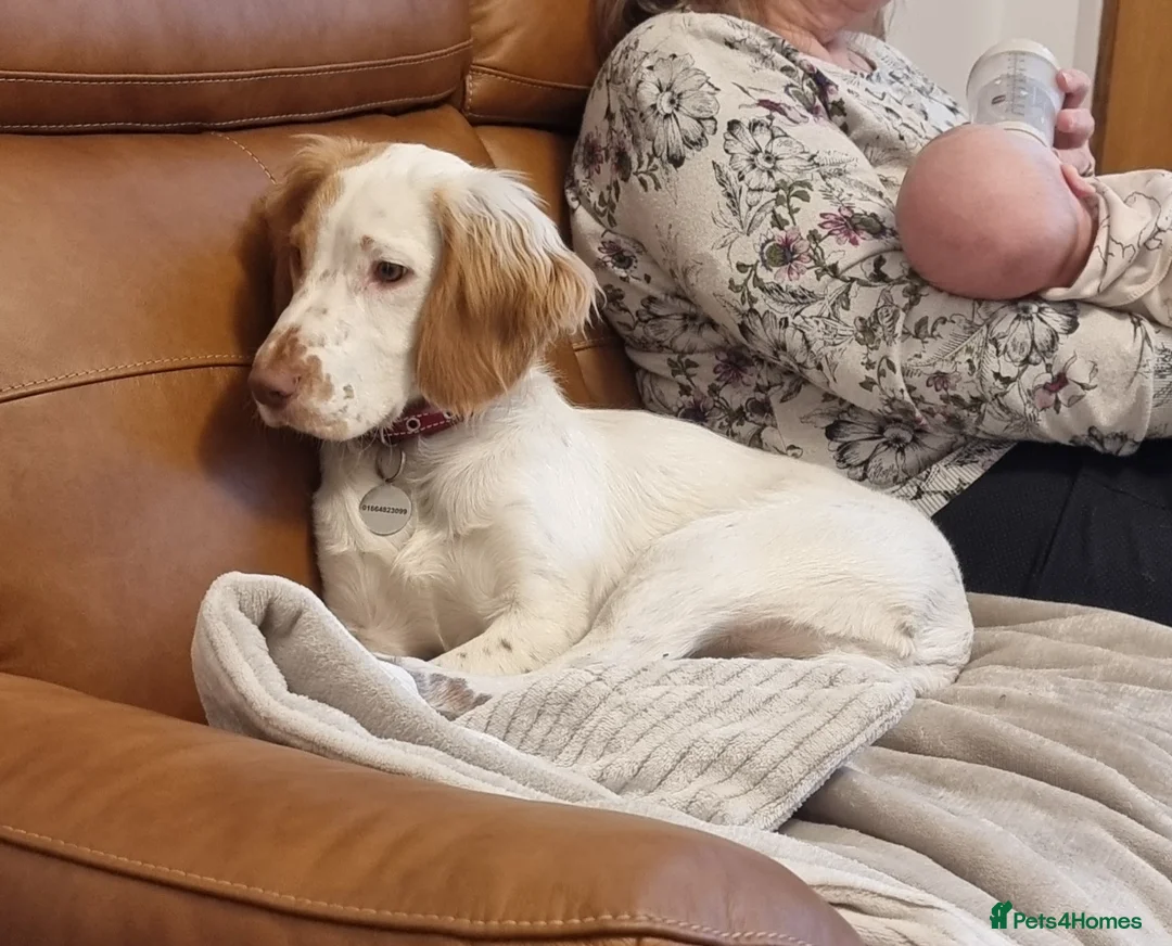 Cocker Spaniel dogs for stud: KC Registered Working Field Cocker Spaniel  in Melton Mowbray - Advert 2