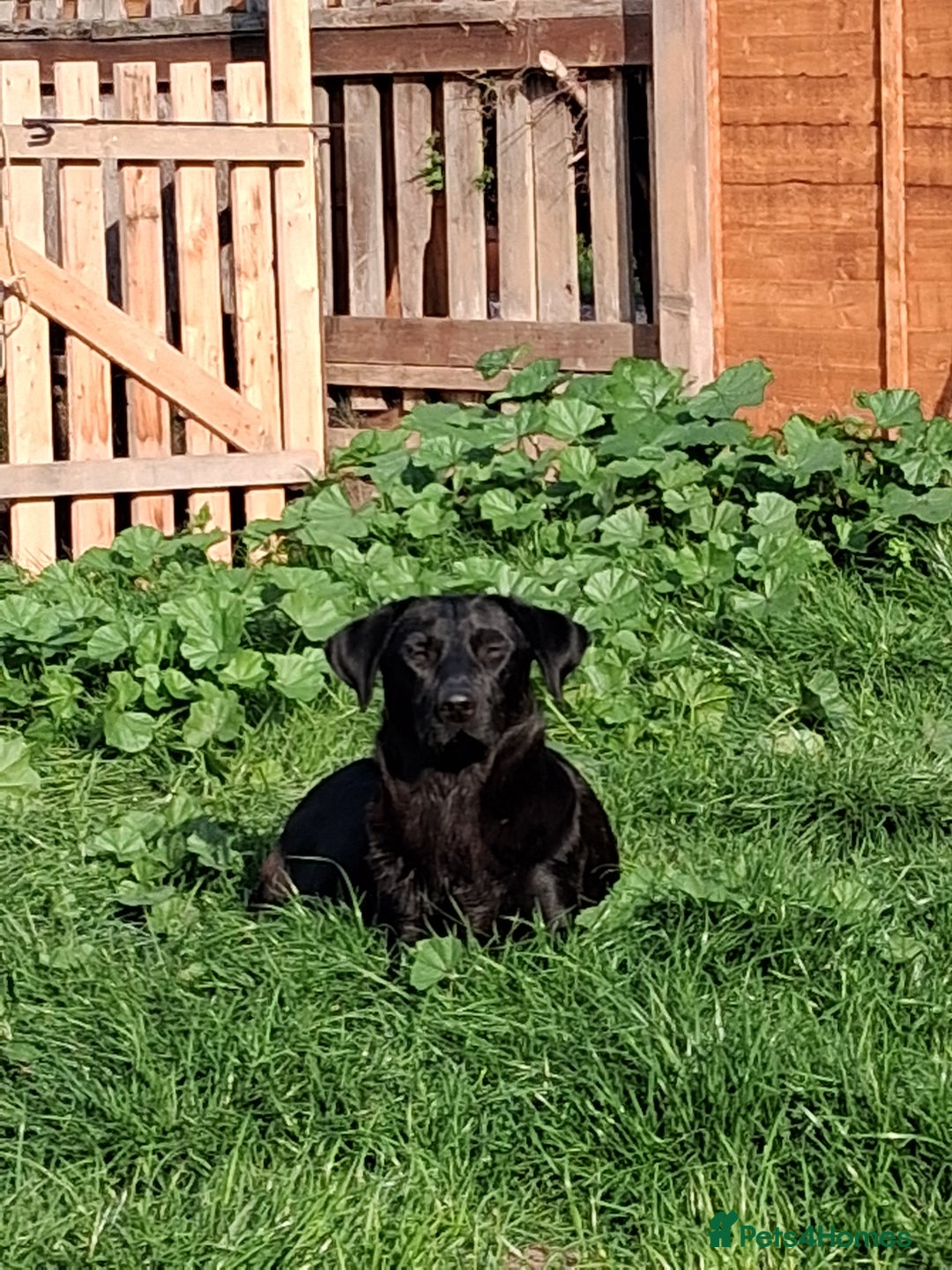 Labrador Retriever dogs for sale: Labrador Retriever - Advert 3