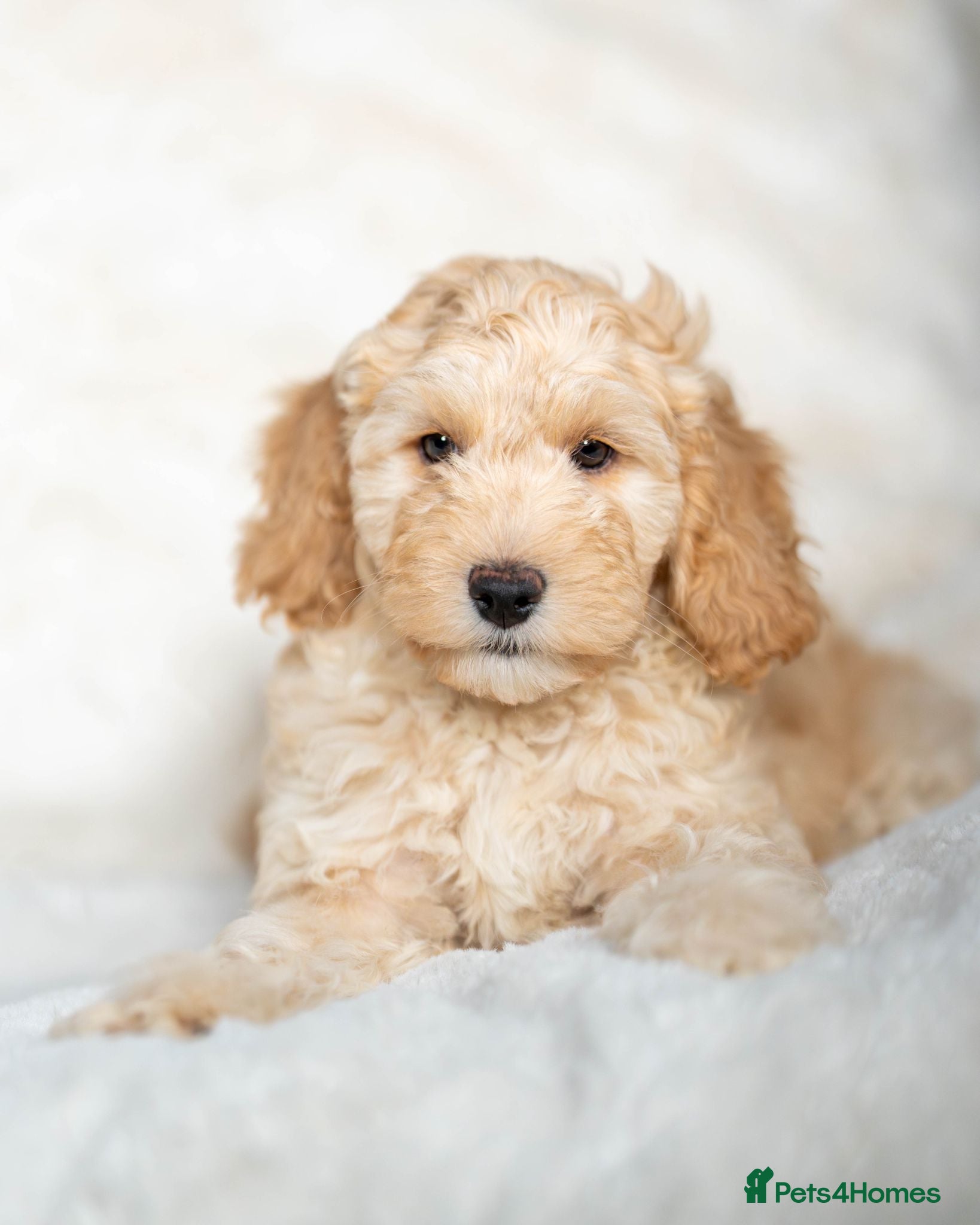 Cockapoo dogs 6 Stunning Cockapoo Puppies - Advert 17