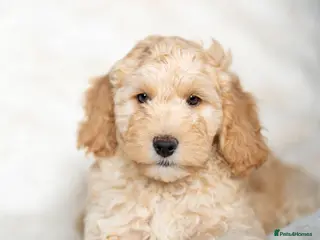 Cockapoo dogs 6 Stunning Cockapoo Puppies - Advert 17