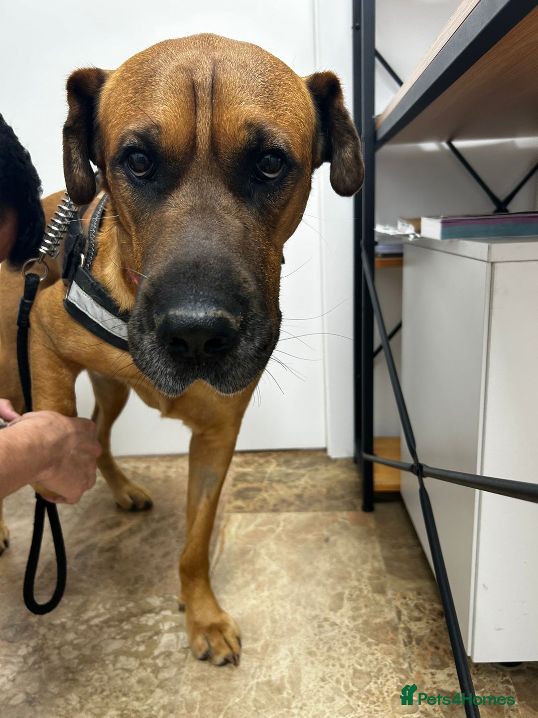 Mixed Breed dogs for adoption: Urgent 🚨 Home for Kobi  in Hengoed - Image 11