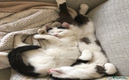 British Shorthair cats for sale: 2 loving beautiful cats  - Image 2