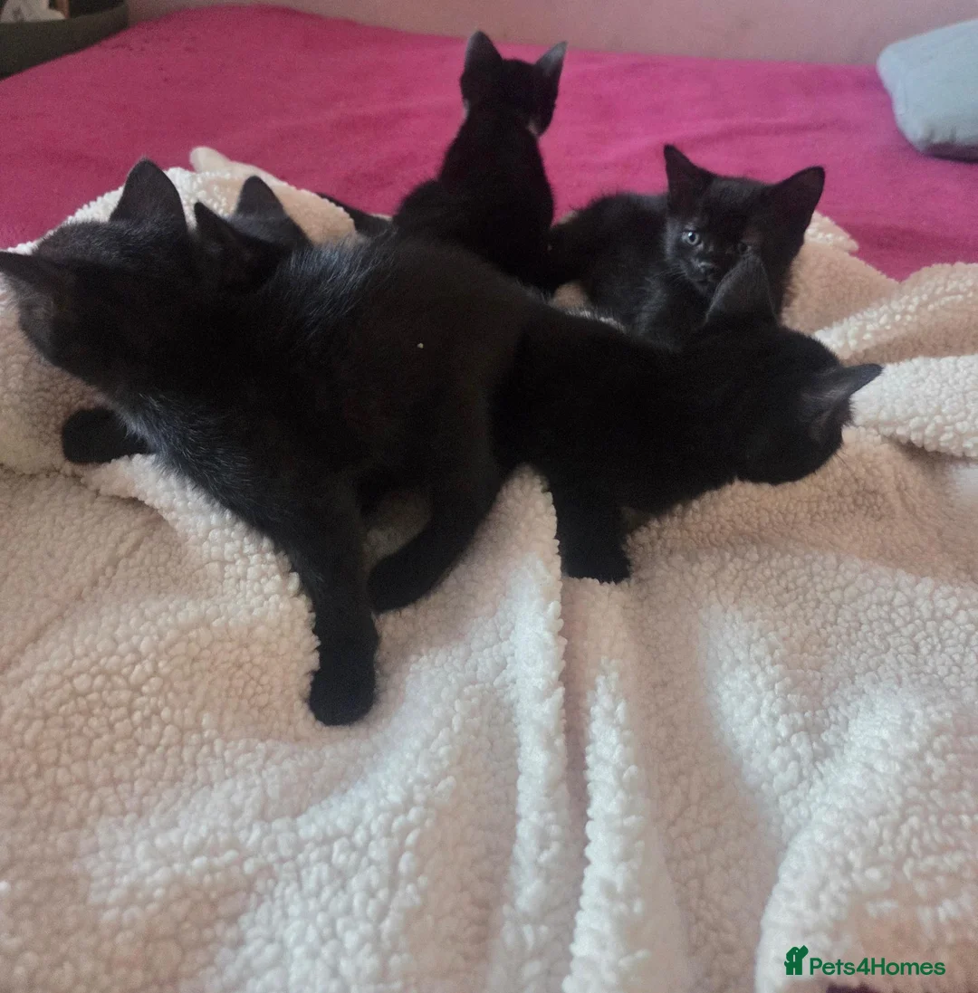 Mixed Breed cats for sale: Kittens for sale to a good home... in Newark - Advert 2