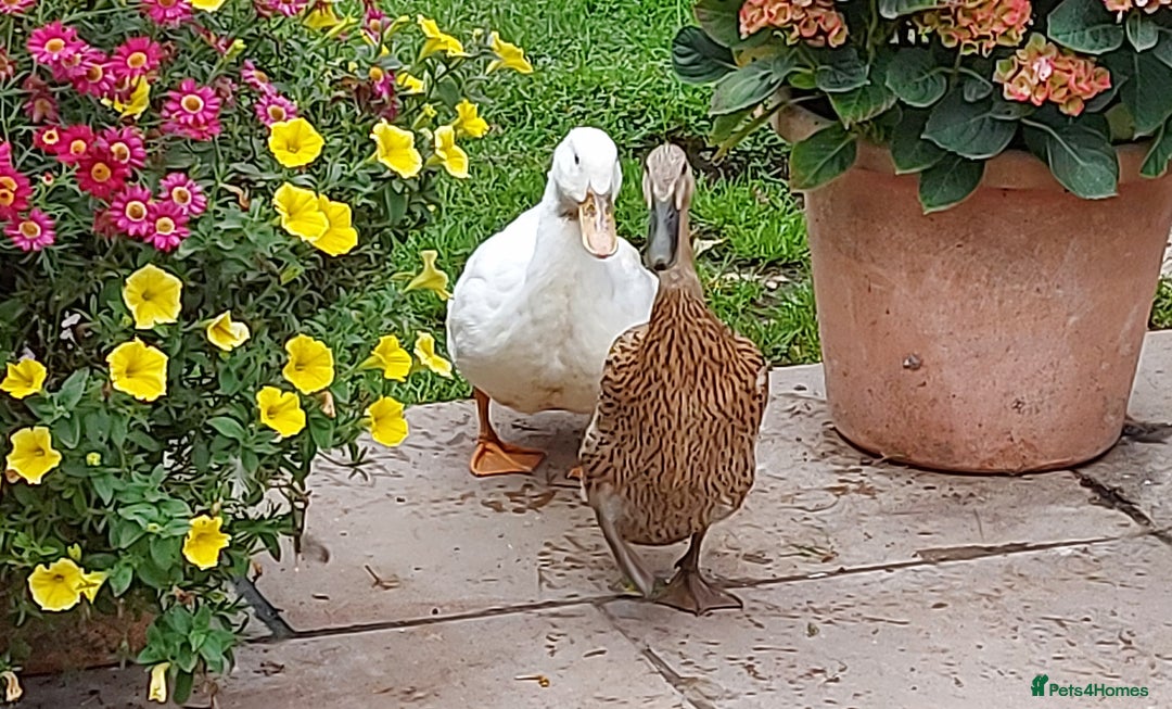 Ducks poultry for sale: 2 Cherry Valley and 2 Indian Runner Ducks - Image 4
