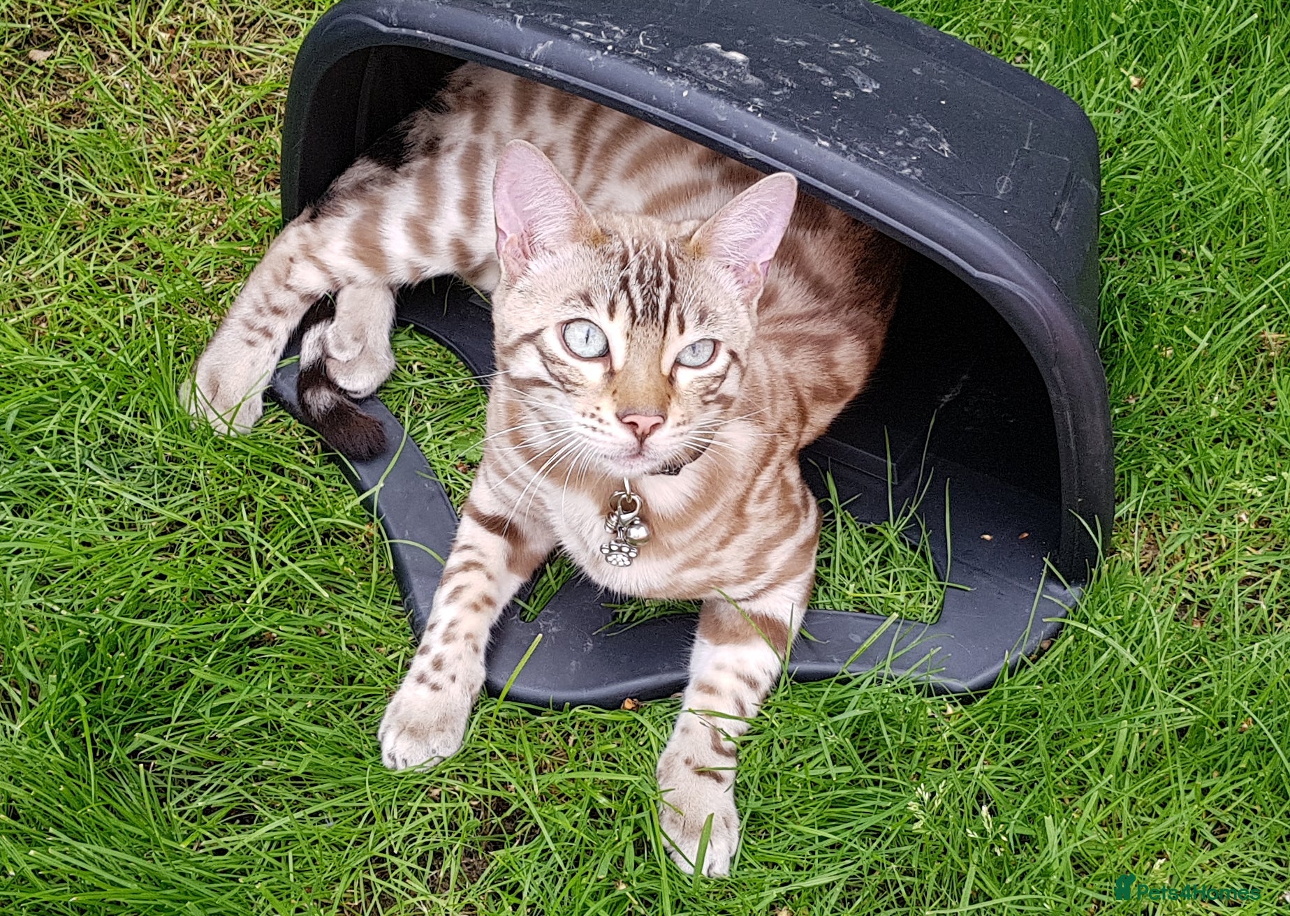 Bengal cats REDUCED 9 yr old Snow Bengal looking for new home  - Advert 14