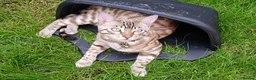 Bengal cats for sale: 9 yr old Snow Bengal looking for new home  in Darlington - Advert 5