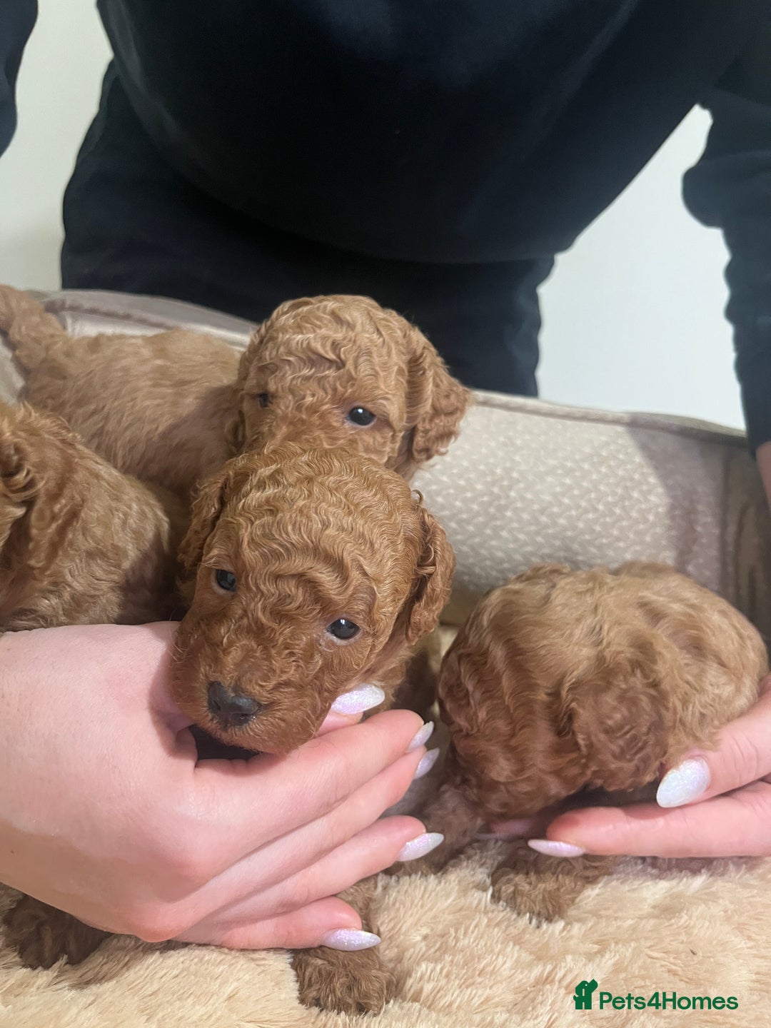 Toy Poodle dogs for sale: Pure toy poodle pups - Advert 1