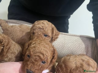 Toy Poodle dogs Pure toy poodle pups - Advert 1