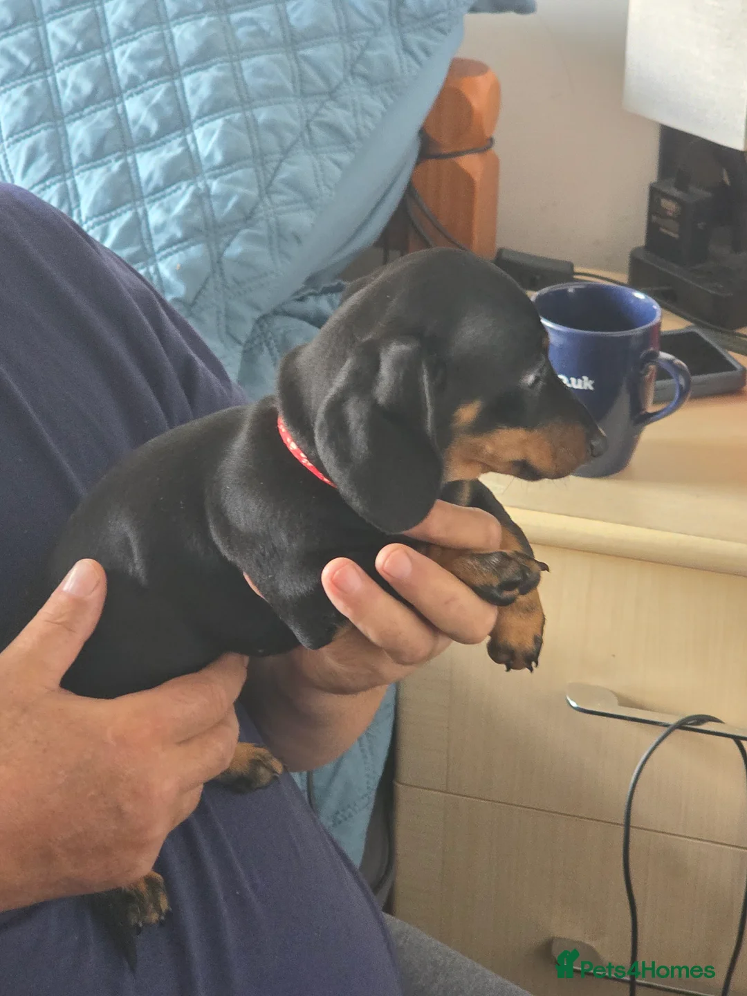 Dachshund dogs for sale: Outstanding Purebred Dachshunds: Health-Tested💎 - Advert 15
