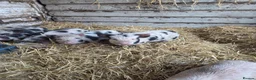 Pig livestock for sale: Pigs  in Oldham - Advert 4