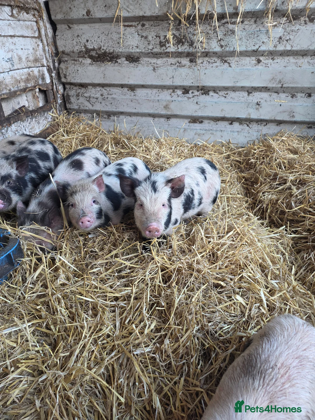 Pig livestock for sale: Pigs  in Oldham - Advert 4