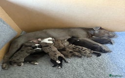 Staffordshire Bull Terrier dogs for sale: Staffordshire bull terrier puppy’s  - Image 4
