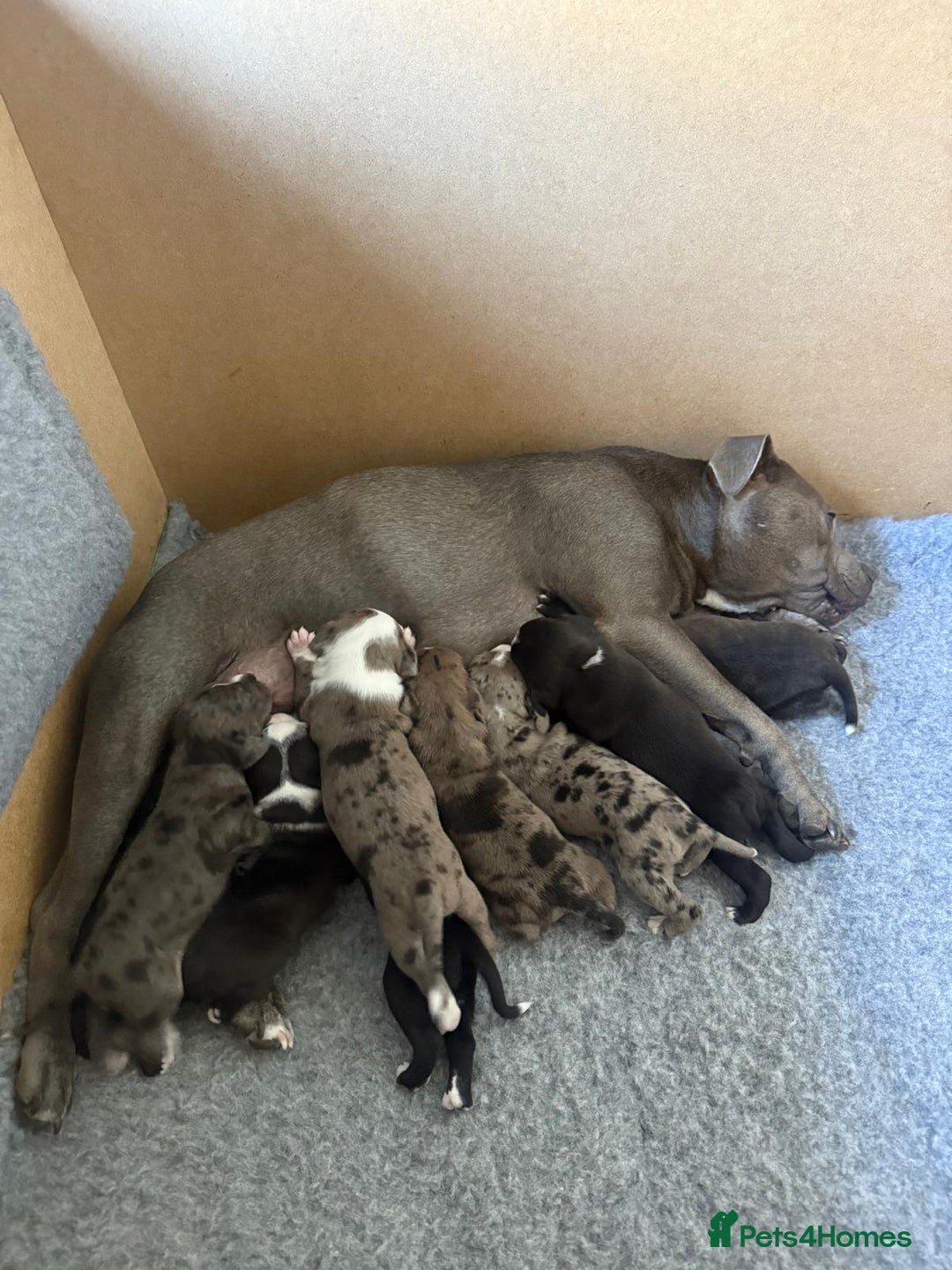 Staffordshire Bull Terrier dogs for sale: Staffordshire bull terrier puppy’s  - Image 4
