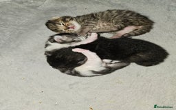 Persian cats for sale: Tabby female with full set up ready to go. - Image 29