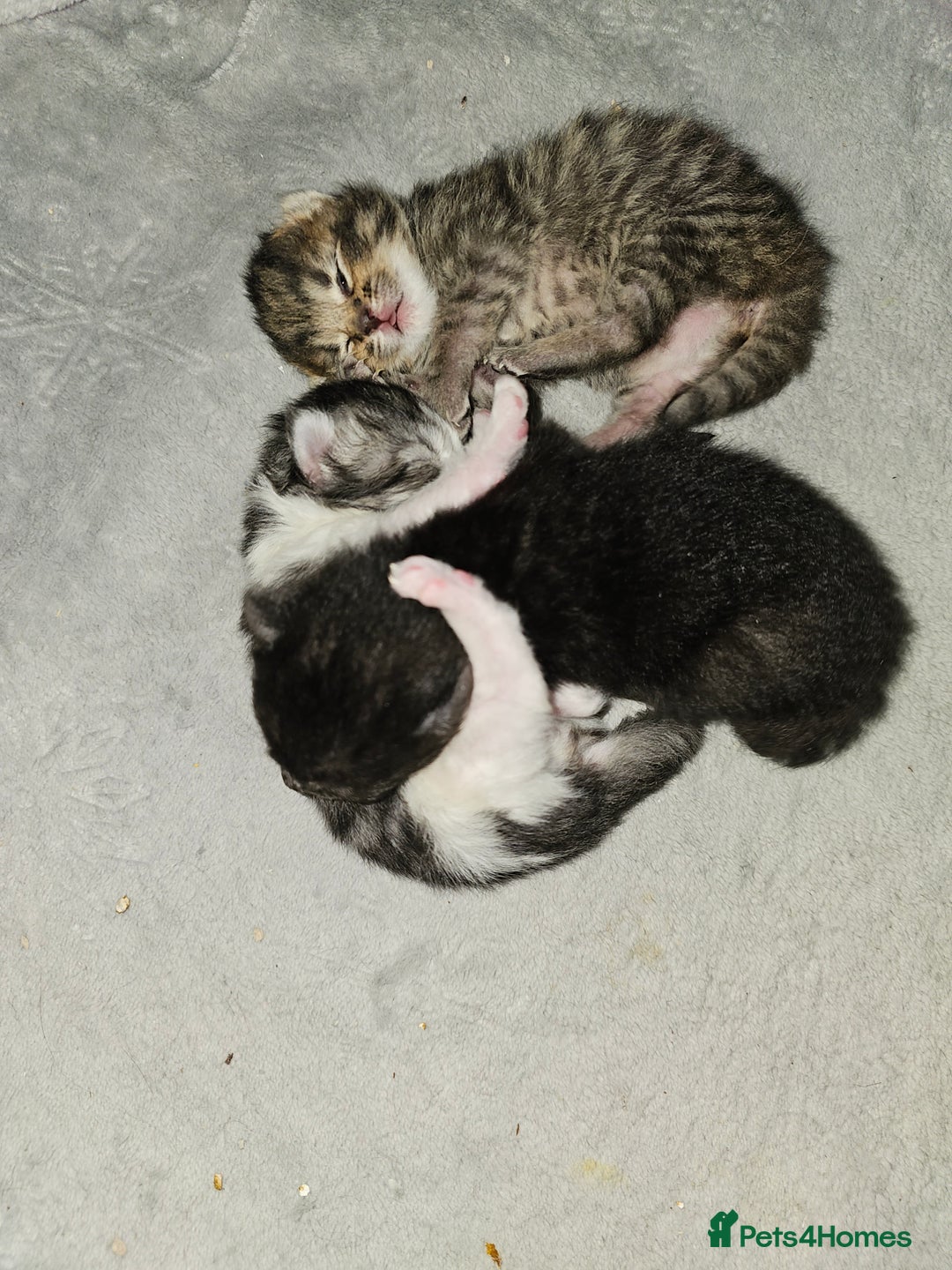 Persian cats for sale: Tabby female with full set up ready to go. - Image 29