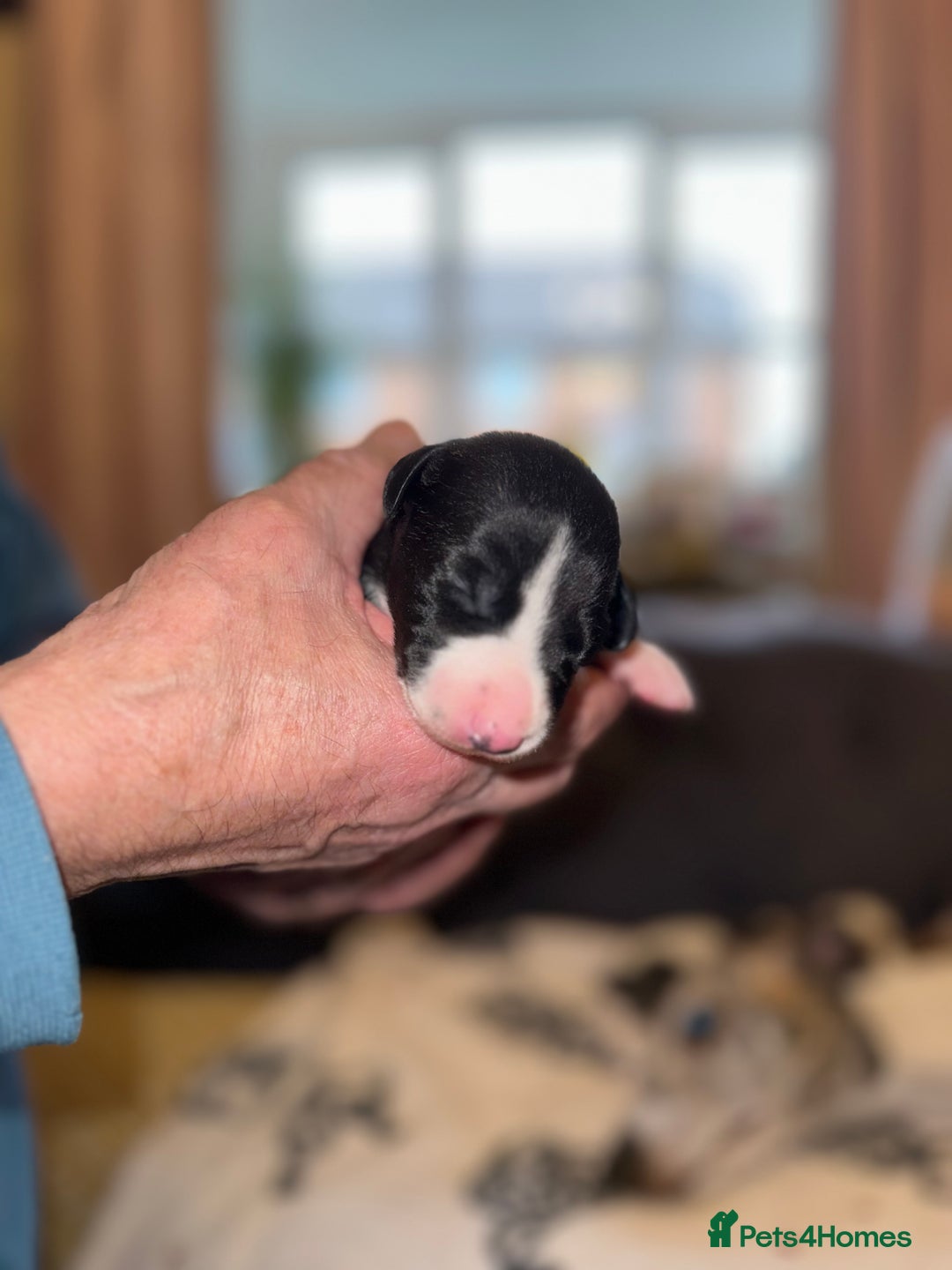 Whippet dogs for sale: KC Registered Whippet Puppies - Advert 17